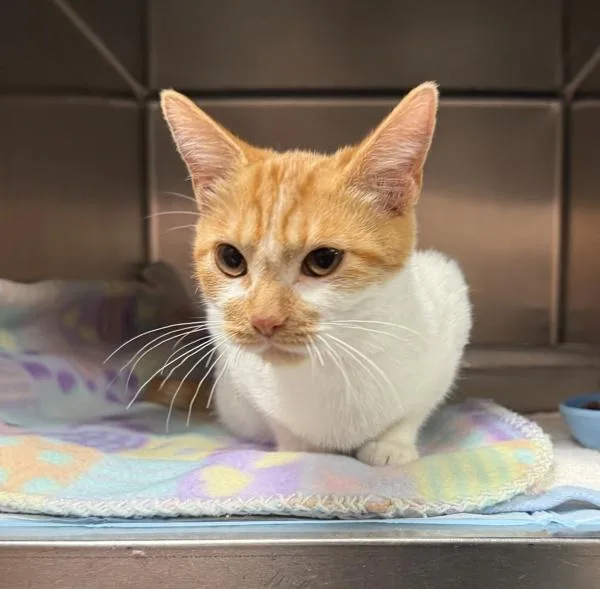 A young small-sized female Domestic Short Hair cat named Astrid for adoption in Great Falls, MT