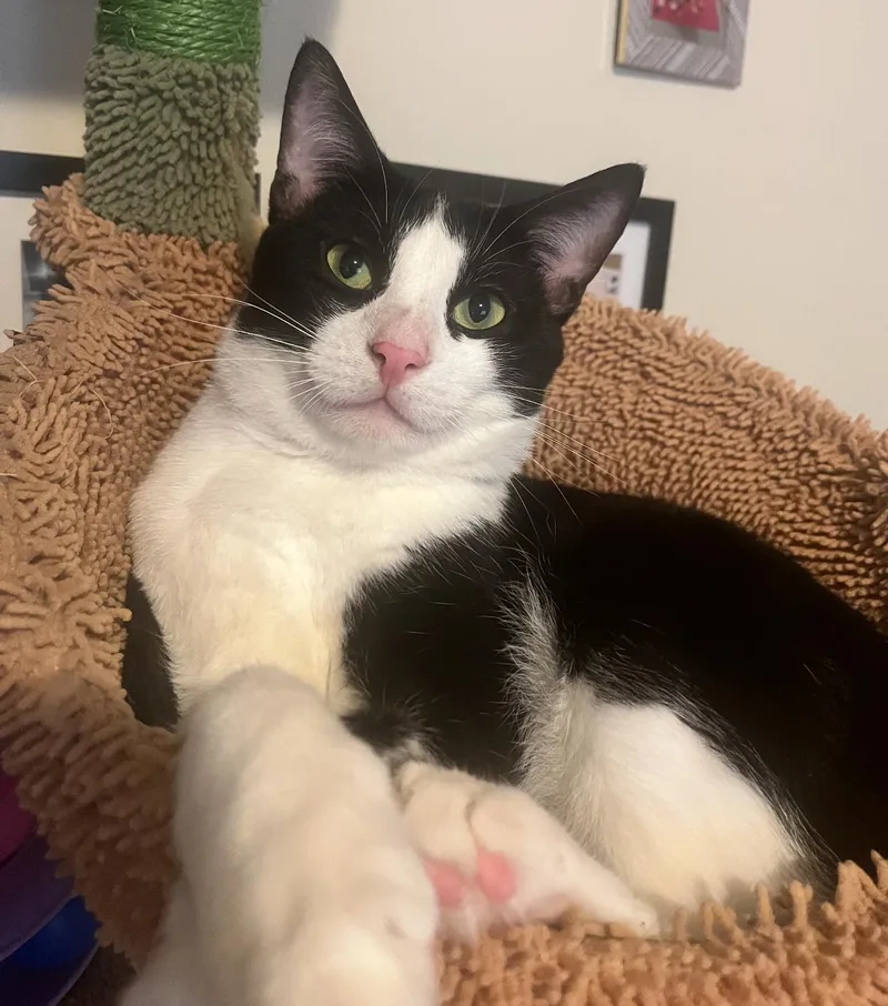 An adult medium-sized male Black & White / Tuxedo Domestic Short Hair cat named Chester for adoption in Nutley, NJ