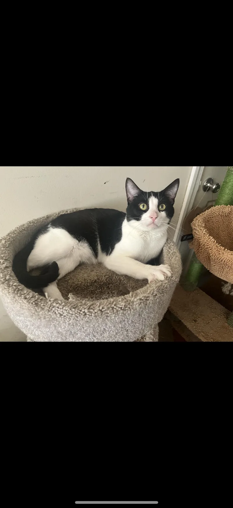 Chester thumbnail 2