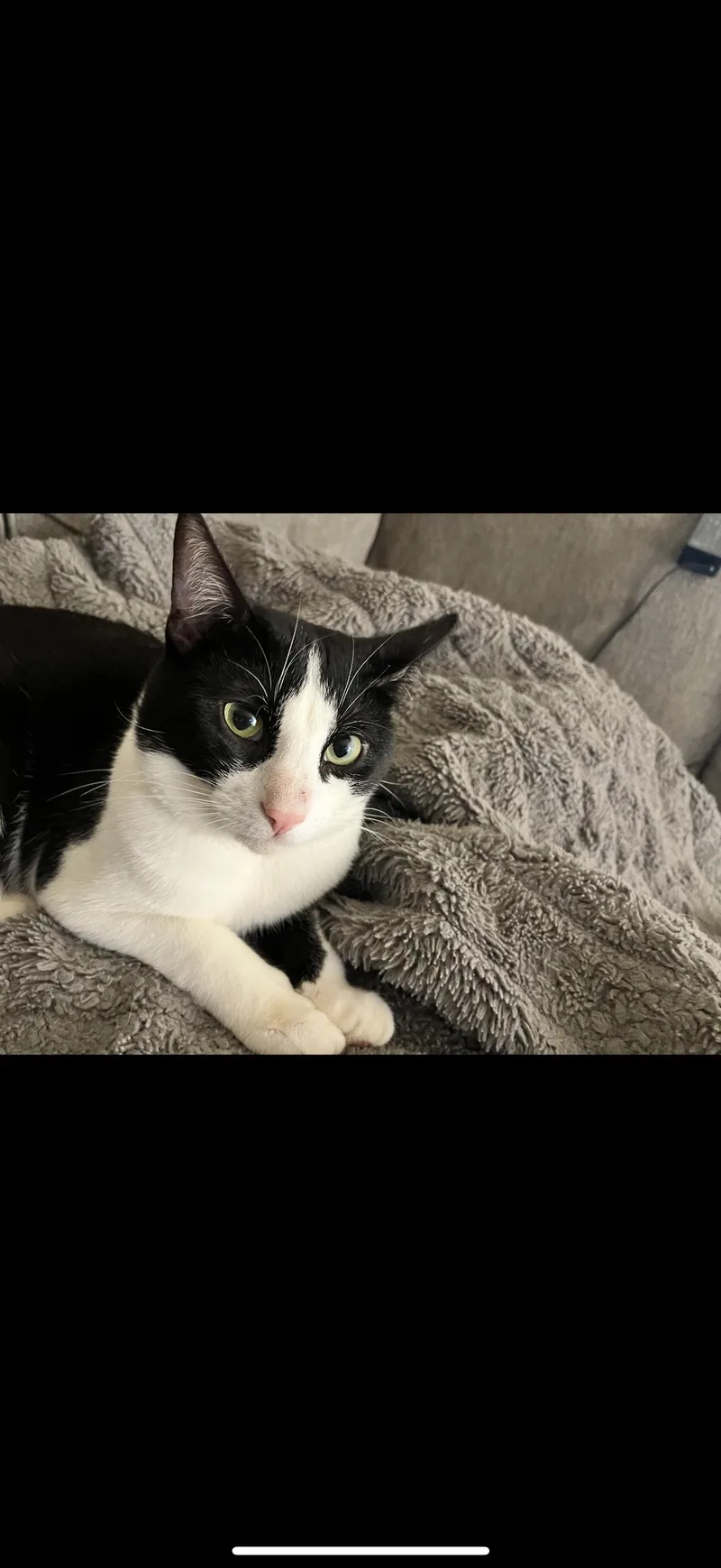 Chester thumbnail 3