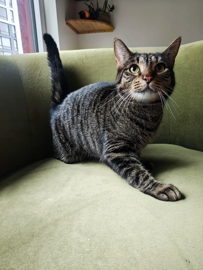An adult medium-sized female Tabby (Brown / Chocolate) Domestic Short Hair cat named Lily for adoption in Chicago, IL
