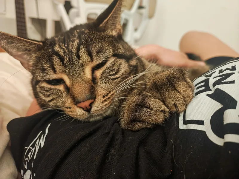 Lily thumbnail 5