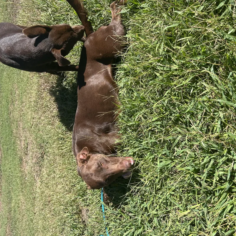 A young large-sized female Doberman Pinscher dog named Polly for adoption in Beulaville, NC