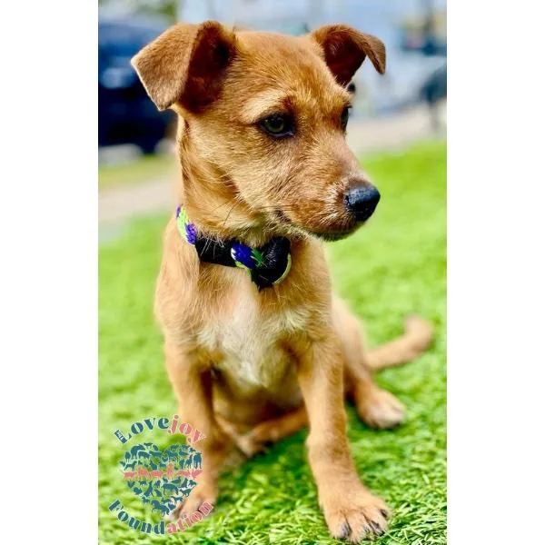 Gumdrop Coh thumbnail 3