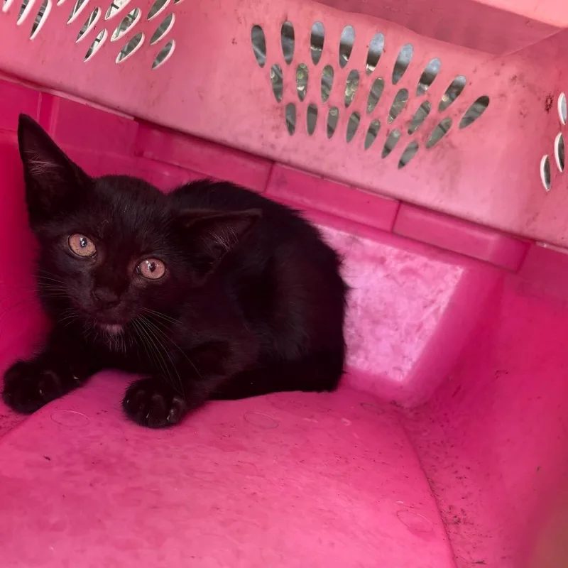 A baby small-sized male Black Domestic Short Hair cat named Almost for adoption in Lake Jackson, TX