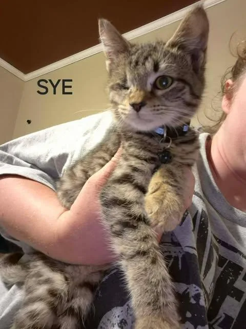 A baby small-sized male Domestic Short Hair cat named Sye for adoption in Clymer, PA