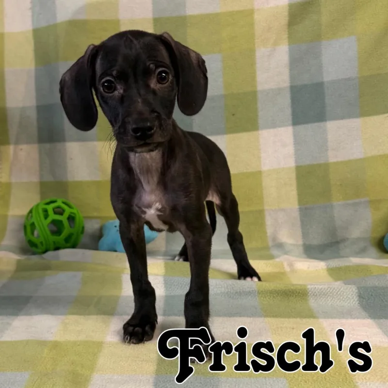 Frisch's