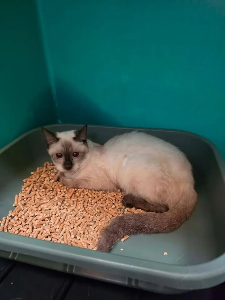 An adult small-sized female Siamese cat named Latte for adoption in Shelbyville, TN