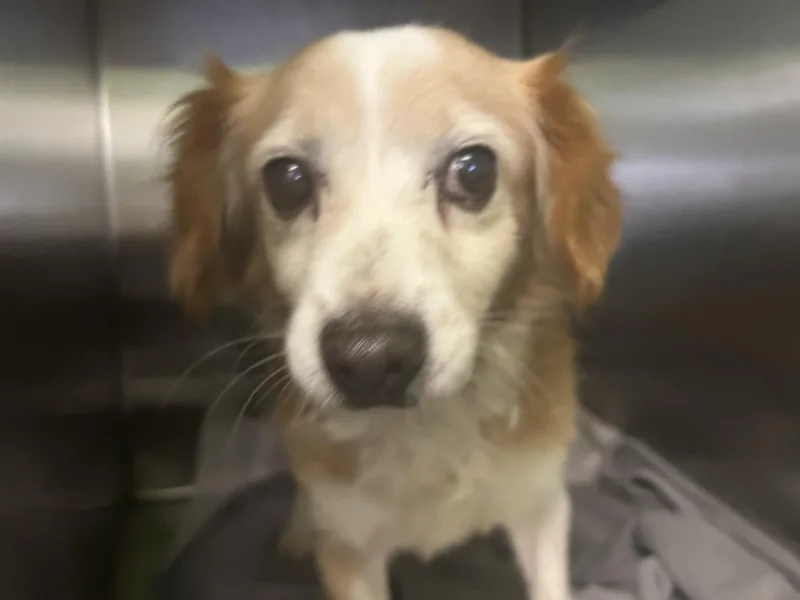 An adult small-sized male Chihuahua dog named Ginger for adoption in Los Angeles, CA