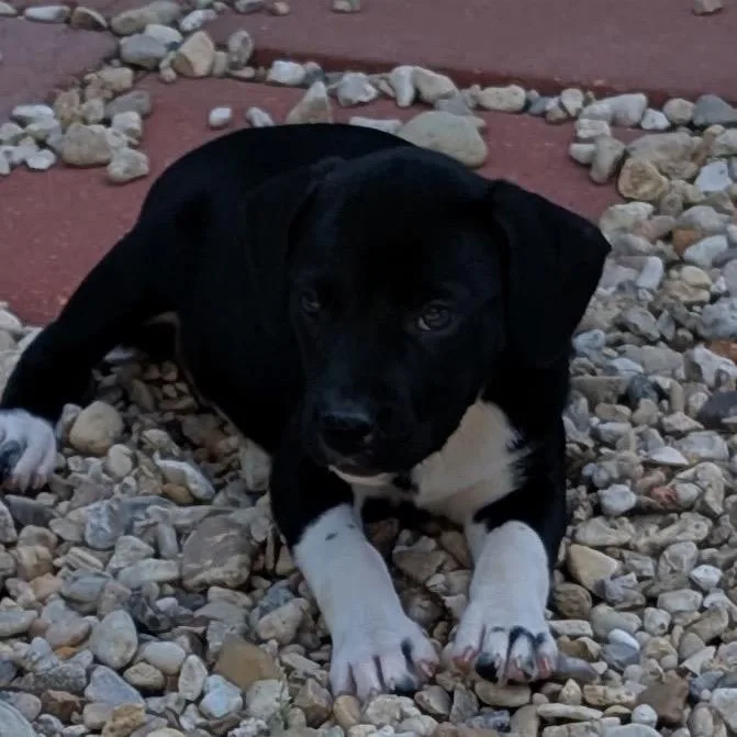 A baby medium-sized female Black Labrador Retriever dog named Ms. Marvel for adoption in New Orleans, LA