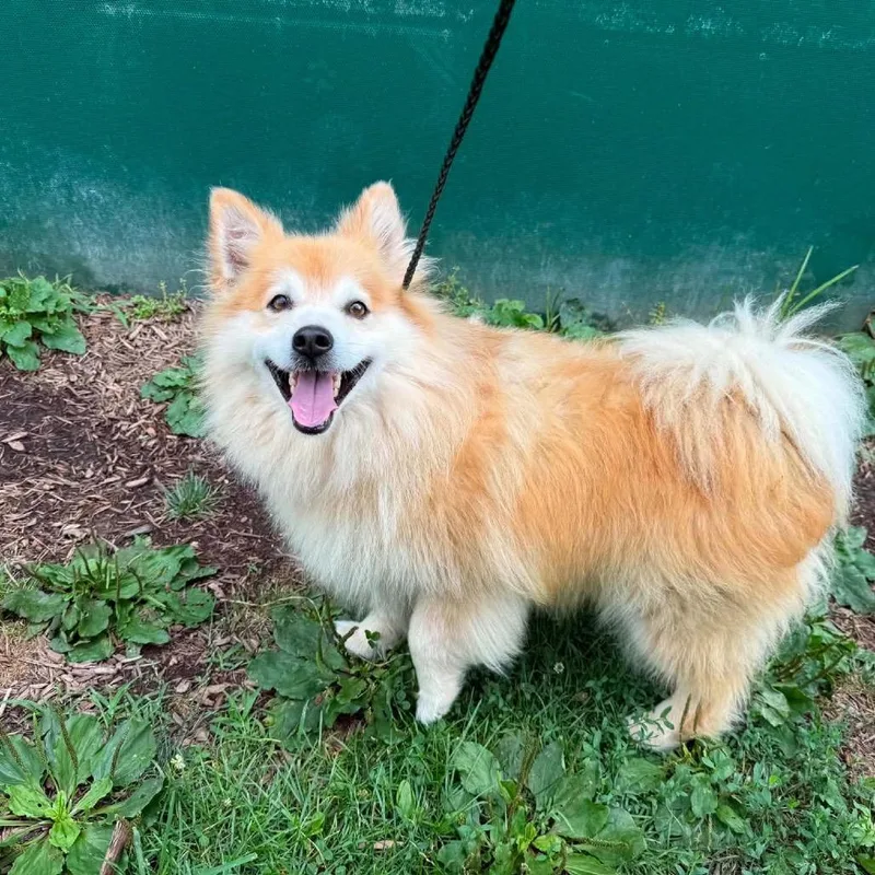 An adult medium-sized male Yellow / Tan / Blond / Fawn Pomeranian dog named Archie for adoption in Pasadena , MD