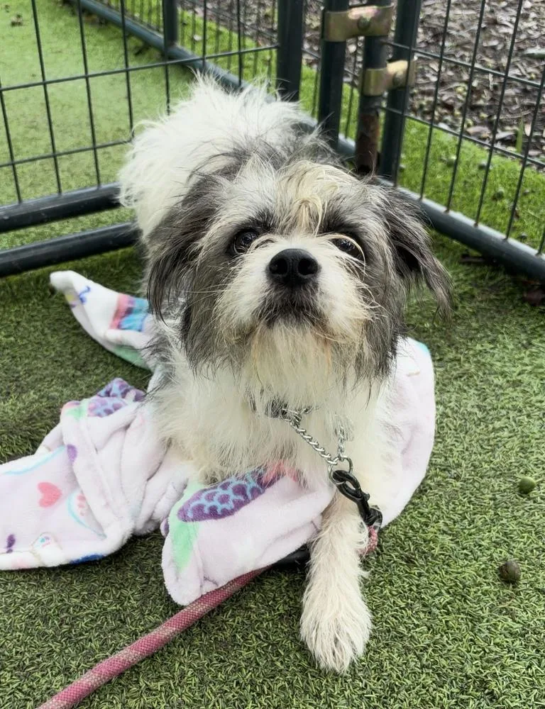 An adult small-sized male Terrier dog named Chip for adoption in Lakeland, FL