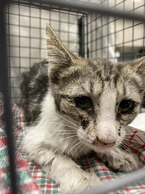 A baby small-sized female Domestic Short Hair cat named Gloria for adoption in Las Vegas, NV