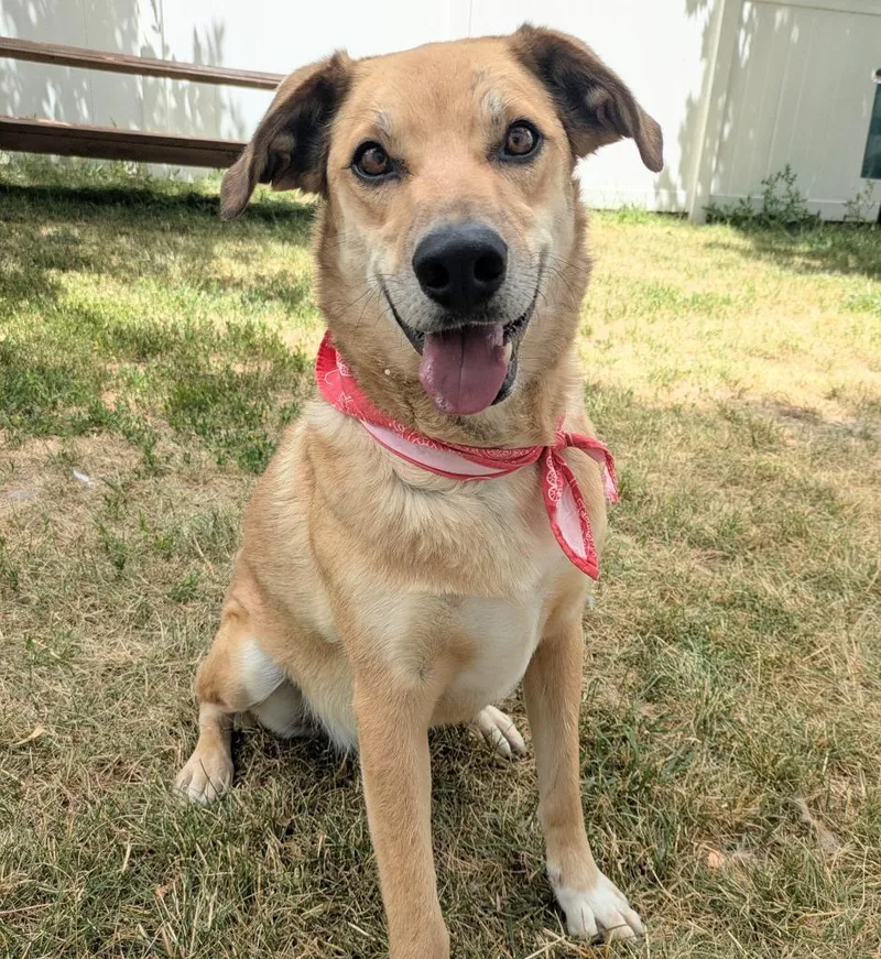An adult medium-sized male Border Collie dog named Johnny for adoption in Logan, UT