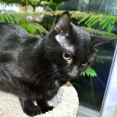 An adult medium-sized female Black Bombay cat named Babette  Beautiful Bombay for adoption in Danbury, CT