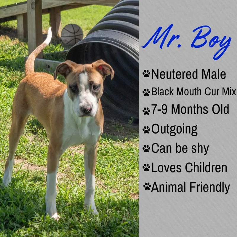 Mr. Boy