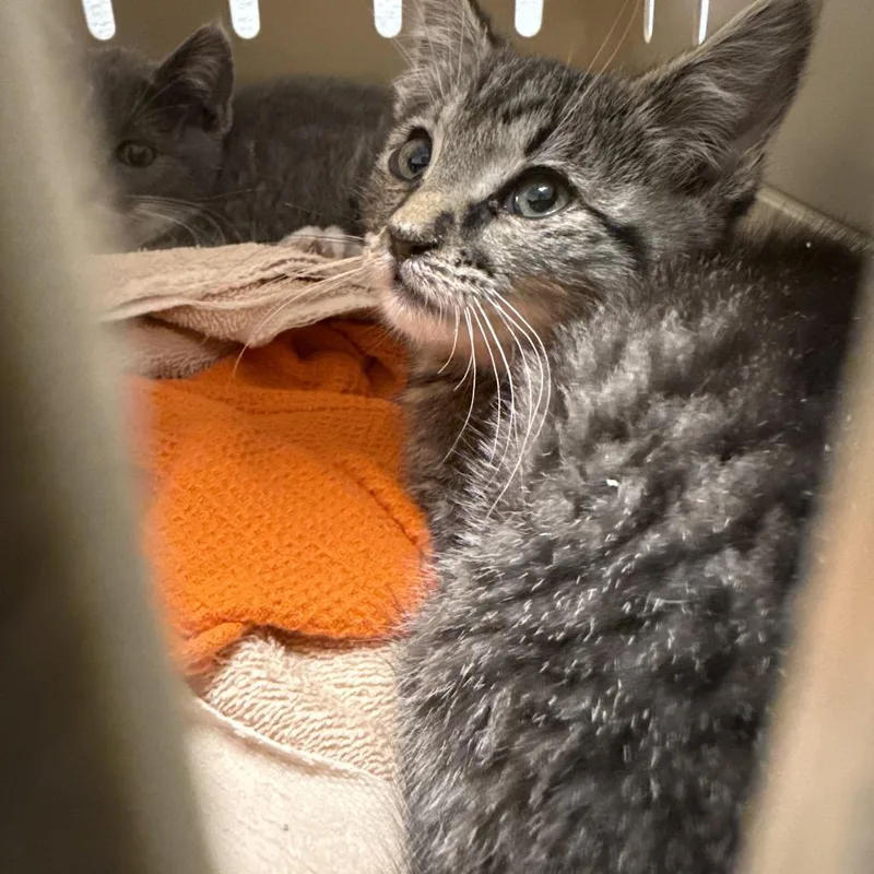 A baby small-sized male Brown / Chocolate Domestic Short Hair cat named Bryson for adoption in Henderson, NV