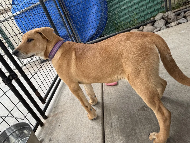 An adult small-sized male Golden Labrador Retriever dog named Toby for adoption in Oakdale, CA