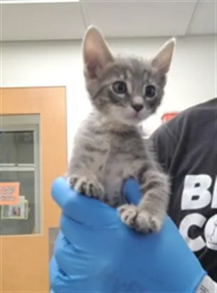 A baby small-sized male Domestic Medium Hair cat named Charlie Dexter for adoption in Albuquerque, NM