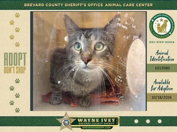 An adult small-sized male Domestic Short Hair cat named Billy for adoption in Melbourne, FL