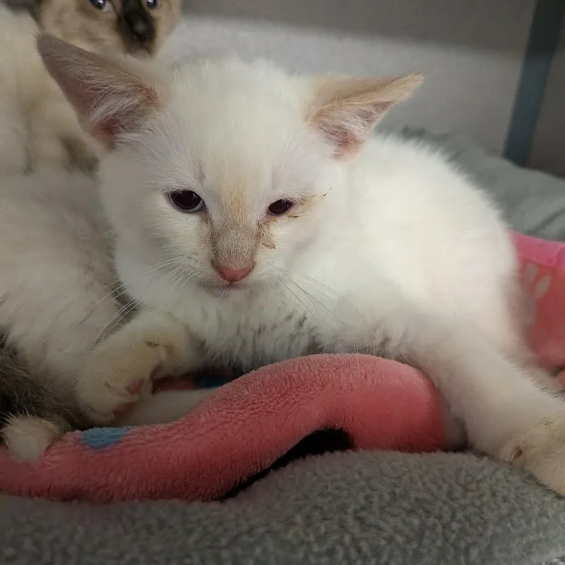 A baby small-sized male Cream / Ivory Domestic Short Hair cat named Thomas Jred for adoption in Greenville, PA