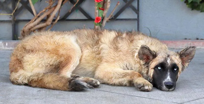 A baby large-sized male Black German Shepherd Dog named Bixby von Berkatal for adoption in Los Angeles, CA