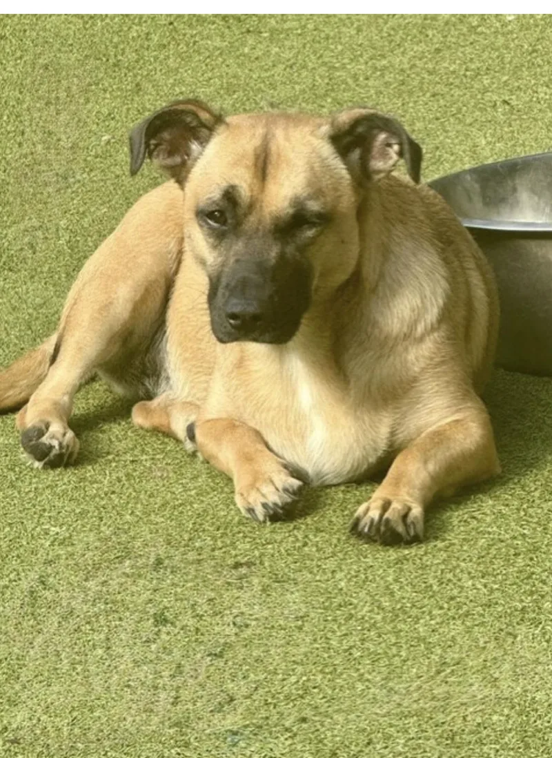 A young medium-sized female Brown / Chocolate Chihuahua dog named Chiquita for adoption in Houston, TX