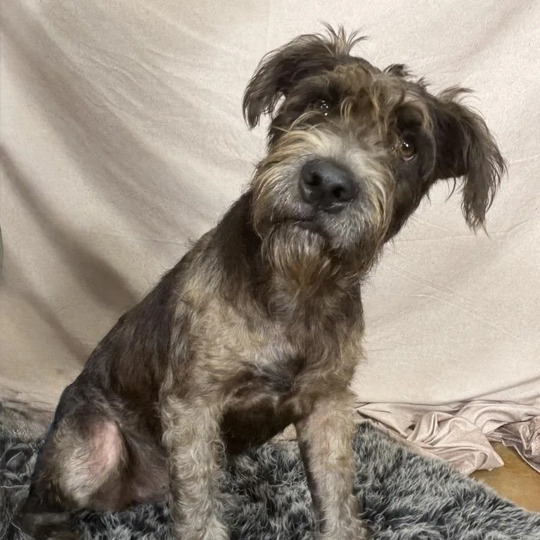 An adult medium-sized female Yellow / Tan / Blond / Fawn Border Terrier dog named Giddy for adoption in Freeport, FL