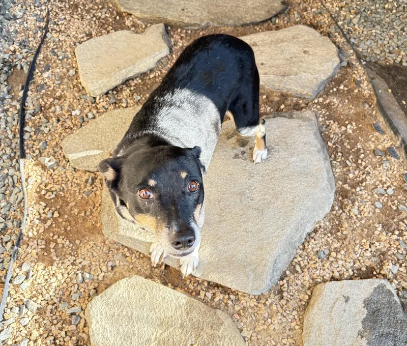 An adult small-sized female Black Mixed Breed dog named Marta for adoption in San Ysidro, CA