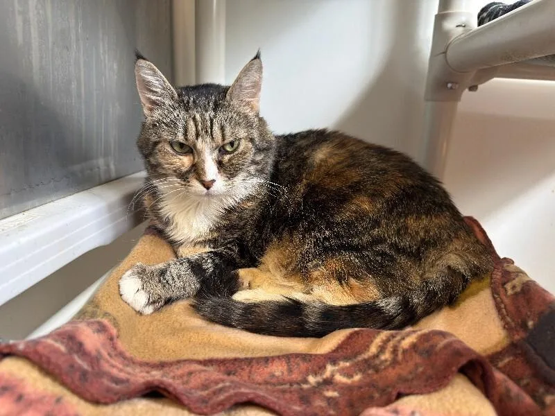 A senior medium-sized female Domestic Medium Hair cat named Misty for adoption in Arlington, WA