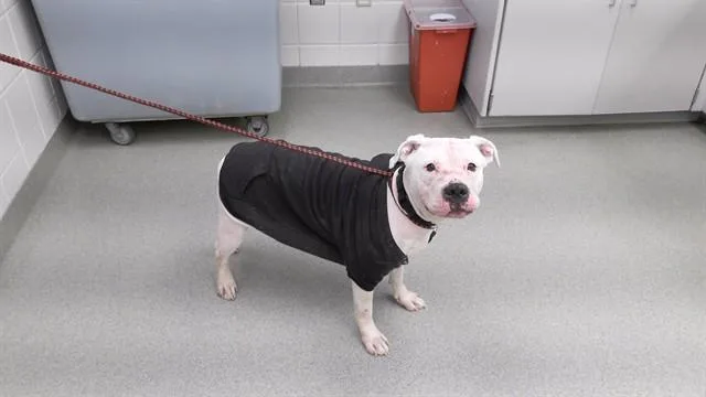 A young medium-sized female Boxer dog named Ducky for adoption in Omaha, NE