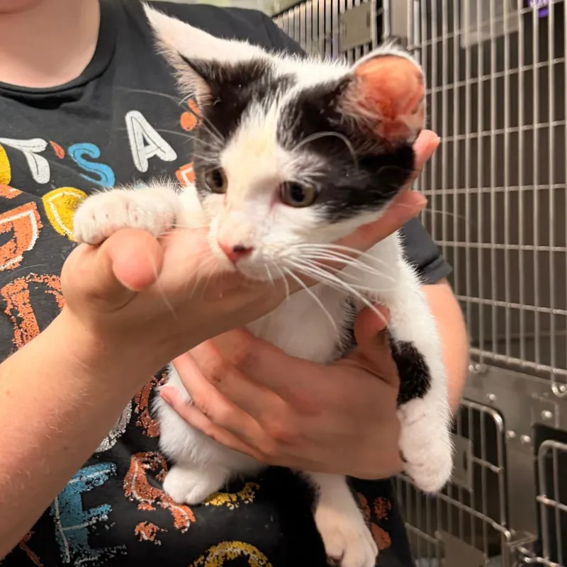 A baby small-sized male White Domestic Short Hair cat named Alaric for adoption in Franklin, NC