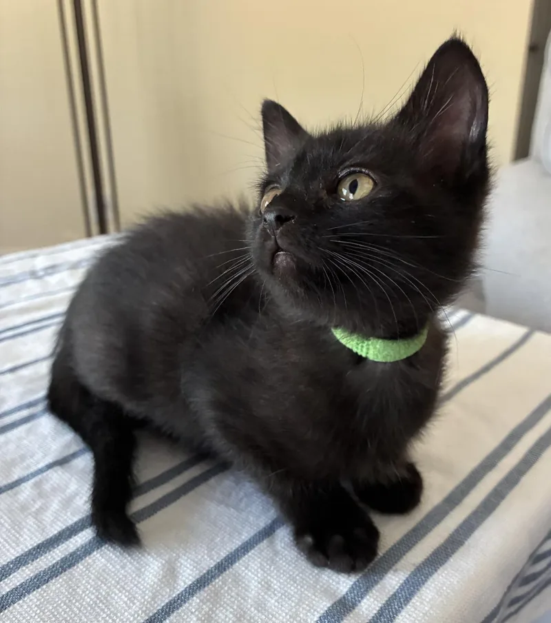A baby medium-sized female Domestic Short Hair cat named Purina for adoption in Lincoln, CA