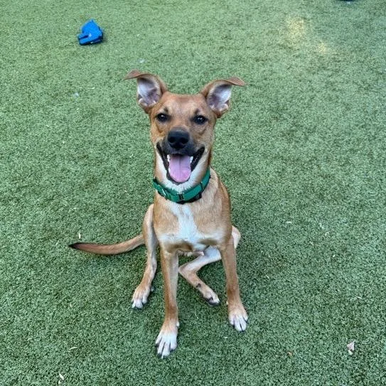 A young medium-sized male Brown / Chocolate Mixed Breed dog named Norman for adoption in Greensboro, NC