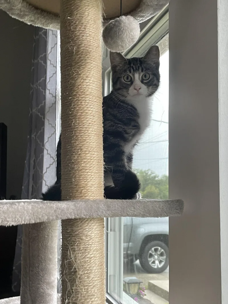 A baby small-sized male Tabby (Tiger Striped) Domestic Short Hair cat named Timmie for adoption in Seven Valleys, PA