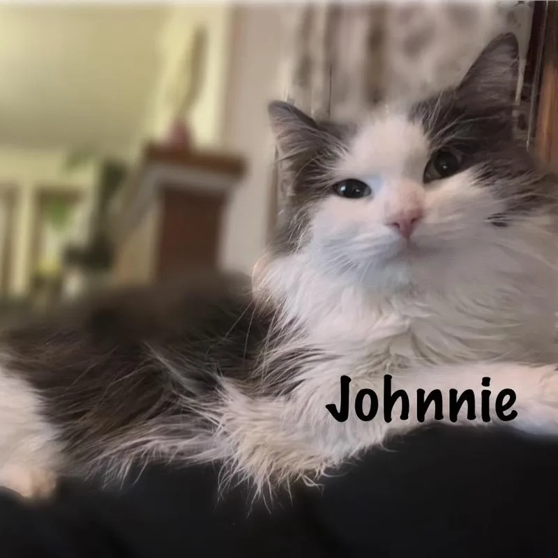 An adult small-sized female Gray / Blue / Silver Domestic Long Hair cat named Johnnie for adoption in Monroe, MI