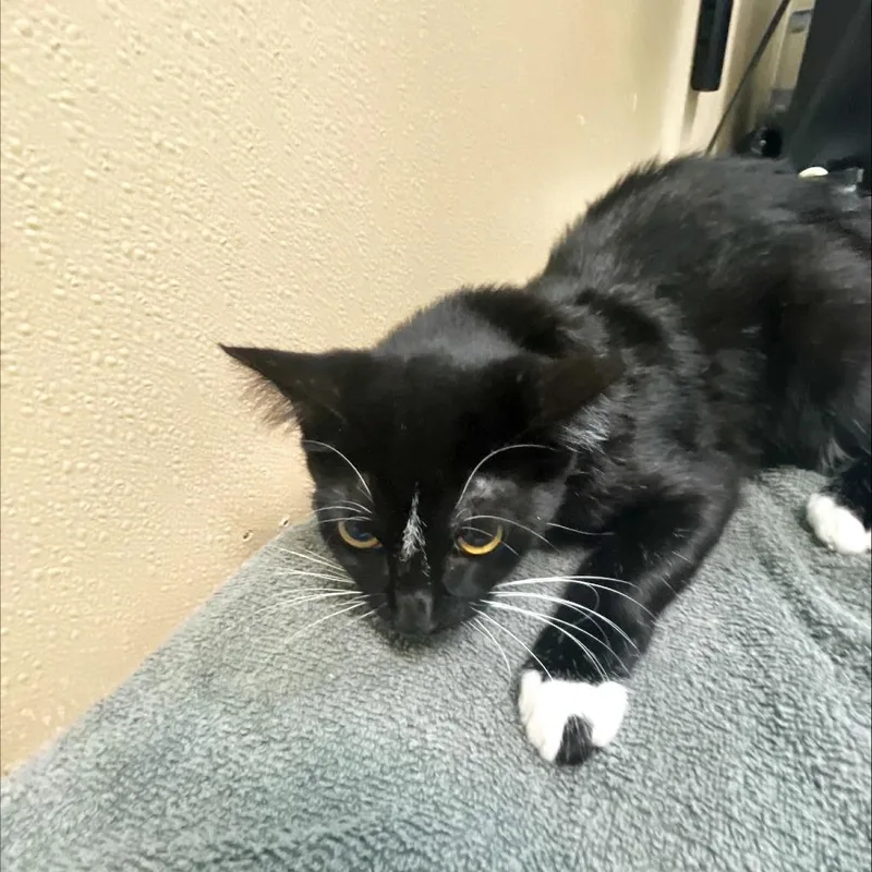 An adult medium-sized female Black Domestic Short Hair cat named Fresa for adoption in Tacoma, WA
