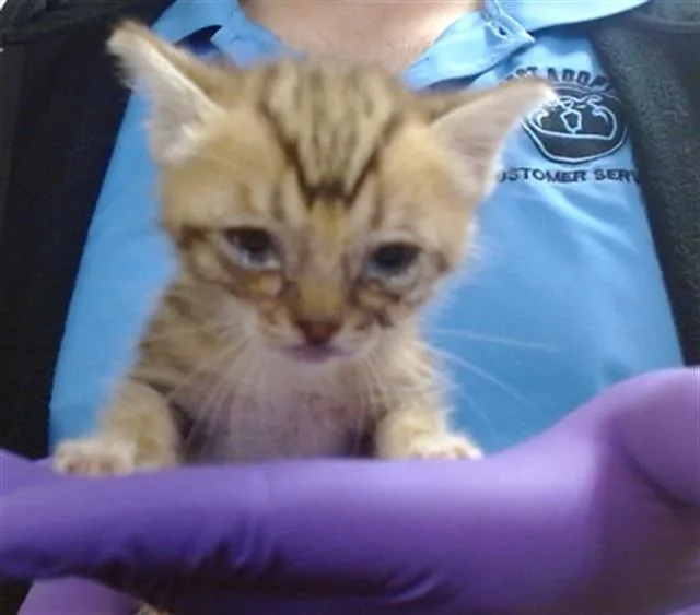 A baby small-sized female Domestic Short Hair cat named C.c. for adoption in Miami, FL