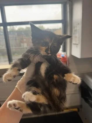 A baby small-sized female Domestic Short Hair cat named Piccolo for adoption in West Chester, PA
