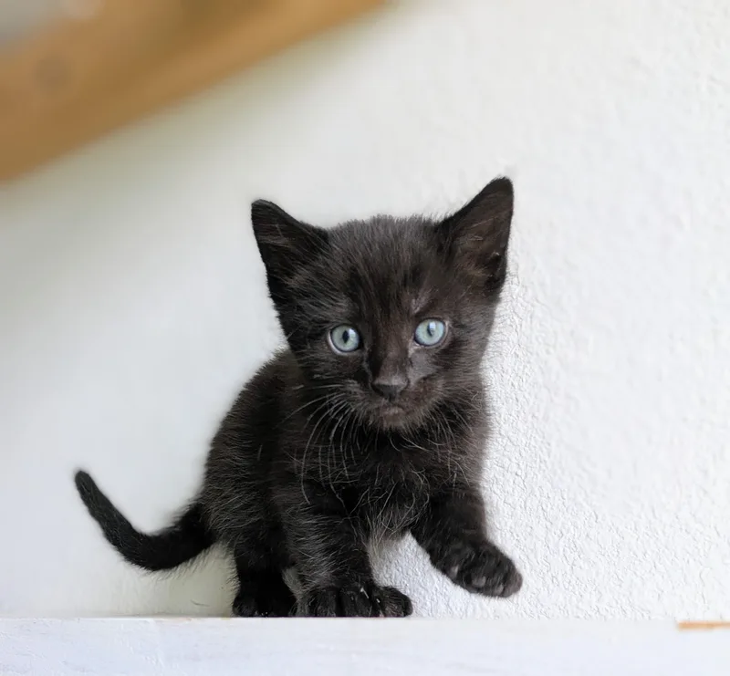 A baby medium-sized male Black Domestic Short Hair cat named Cornbread for adoption in Omaha, NE