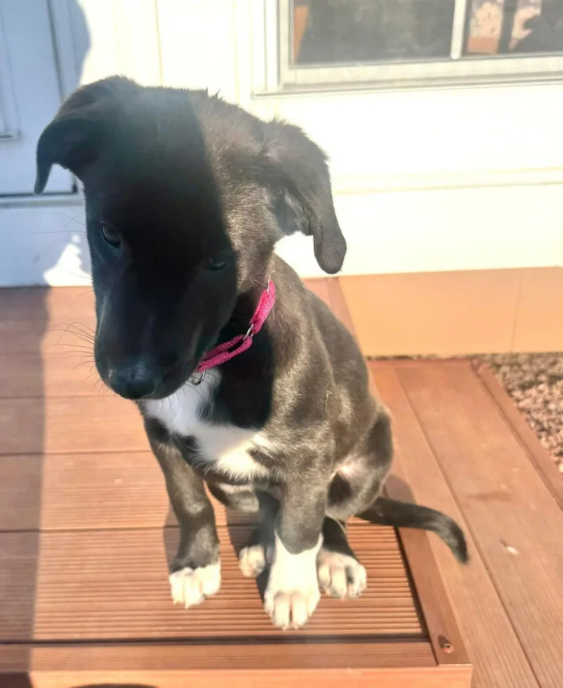 Cottontail thumbnail 2