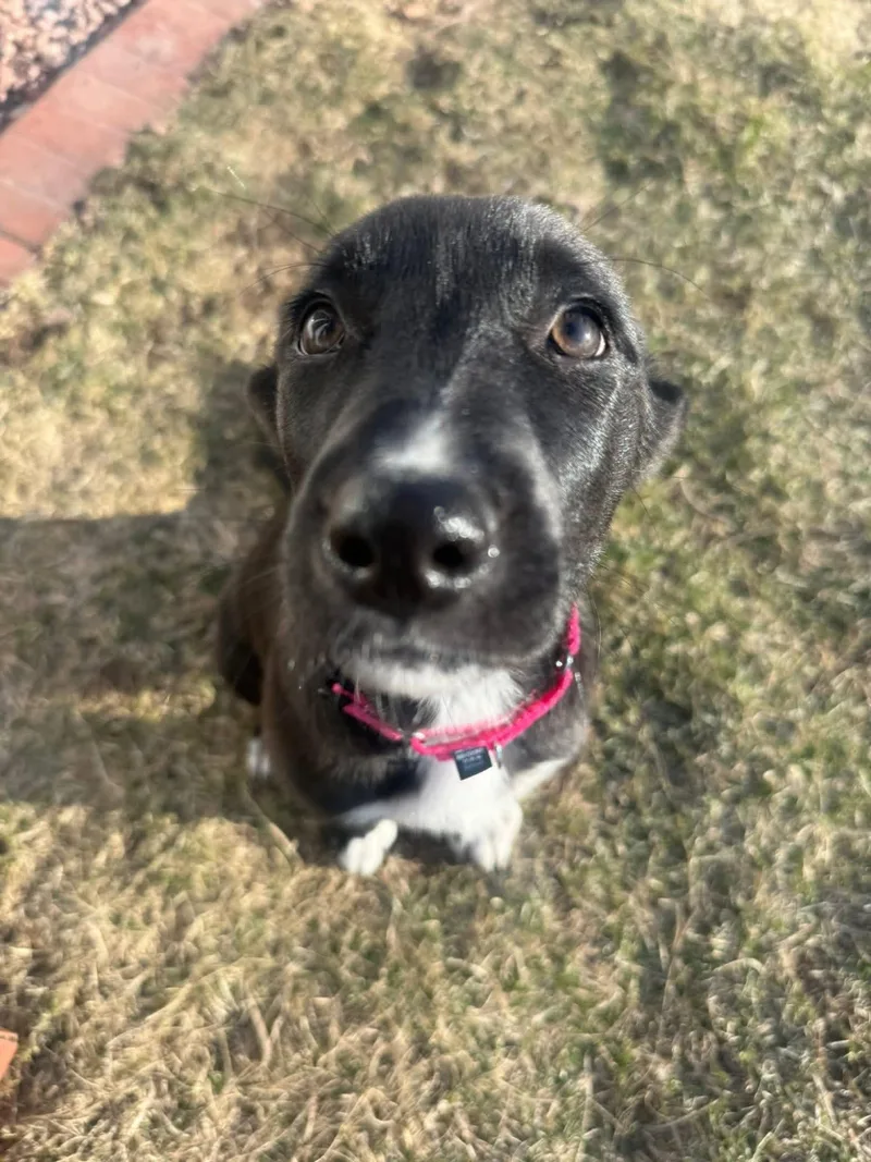 Cottontail thumbnail 3