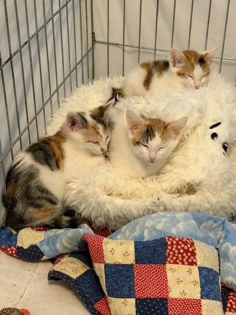 A baby small-sized female Calico Domestic Short Hair cat named Ferrari for adoption in Mesa, AZ