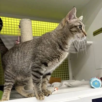 A young medium-sized female Brown / Chocolate Domestic Short Hair cat named Mary Kate for adoption in Kansas City, MO