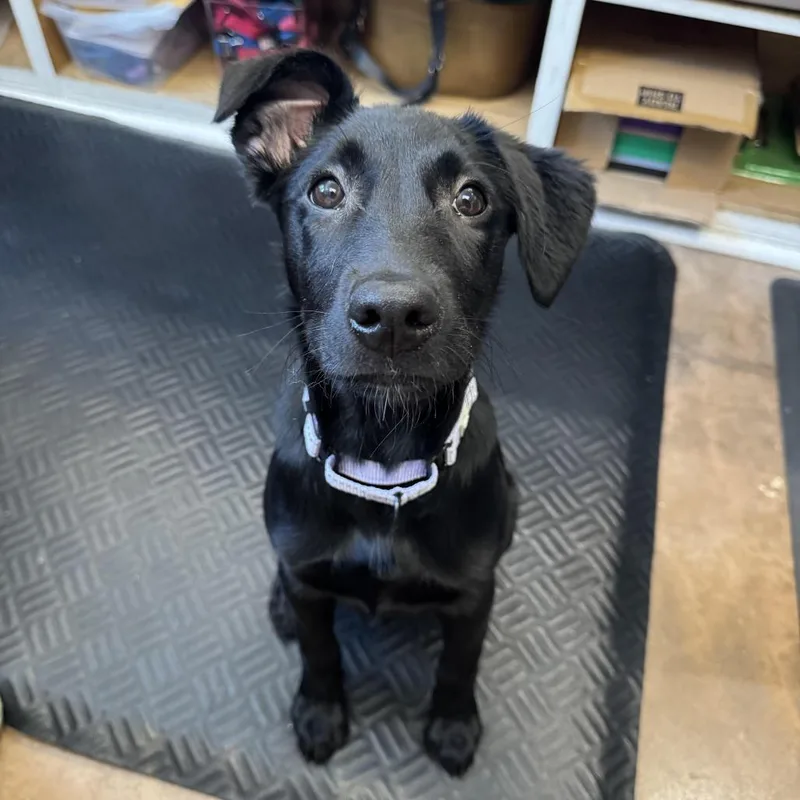 A baby small-sized female Black German Shepherd Dog dog named Sasha for adoption in Deerfield, IL