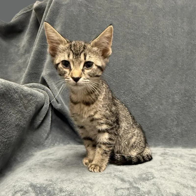 A baby medium-sized female Domestic Short Hair cat named Kimchi for adoption in Brenham, TX