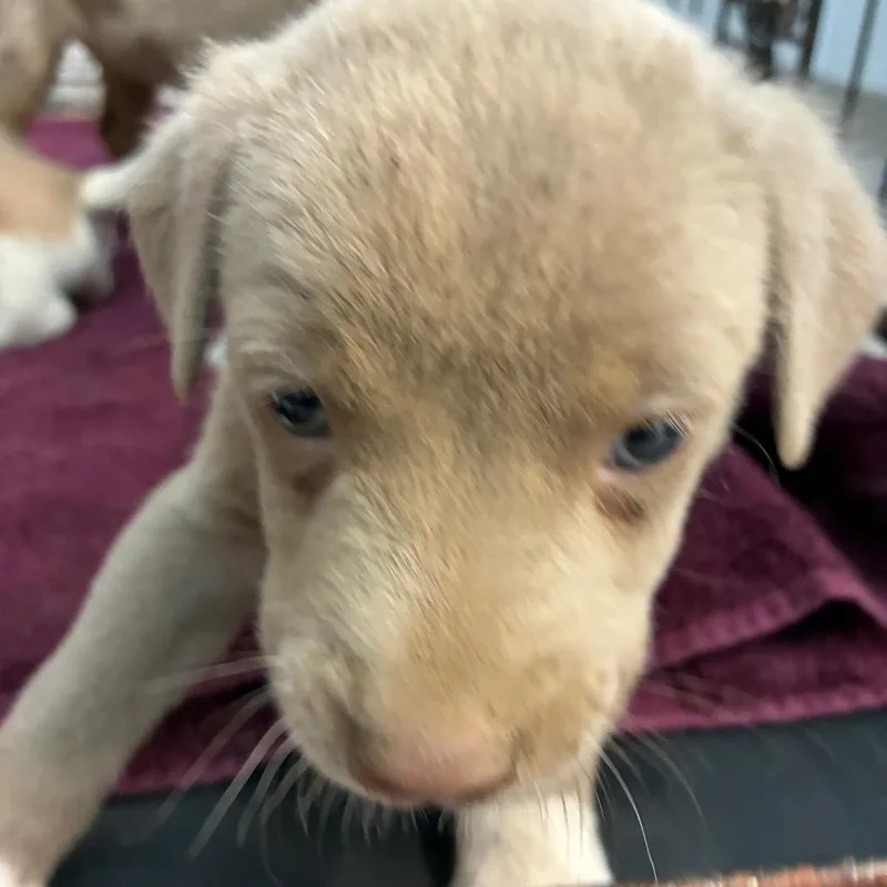 A baby small-sized male White / Cream Mixed Breed dog named Nugget for adoption in Horn Lake, MS