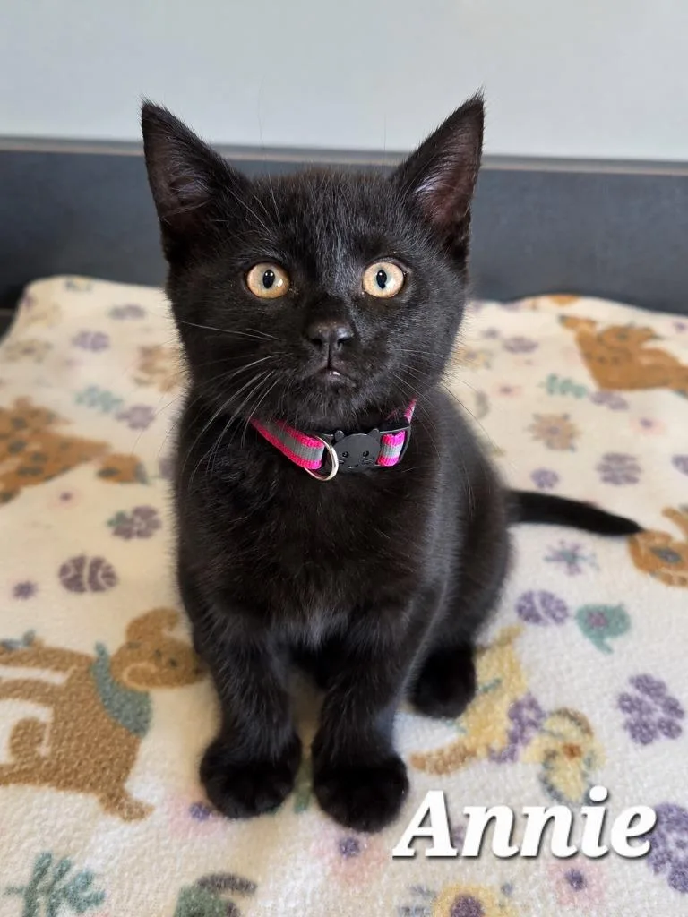 A baby small-sized female Domestic Short Hair cat named Annie for adoption in Sidney, OH