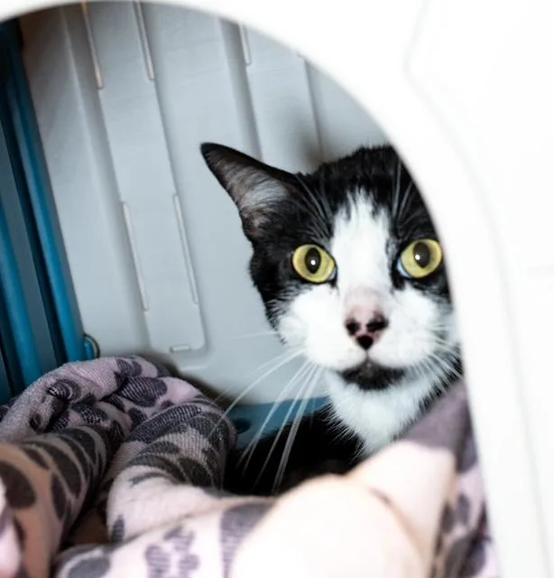 An adult medium-sized male Domestic Short Hair cat named Don Julio for adoption in Boston, MA