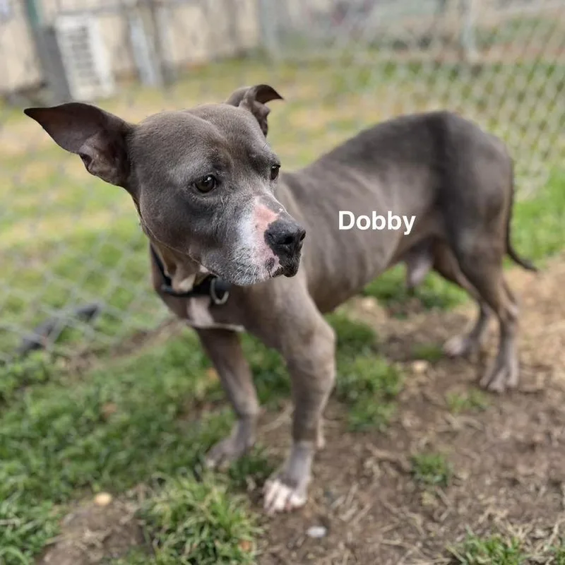 An adult medium-sized male Gray / Blue / Silver Mixed Breed dog named Dobby for adoption in Alexandria, VA